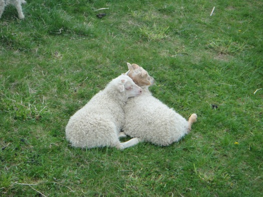 Lamb love